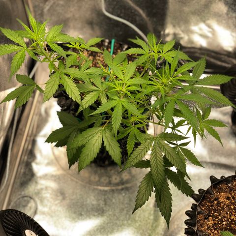Morada growlog photo: 8:00 AM