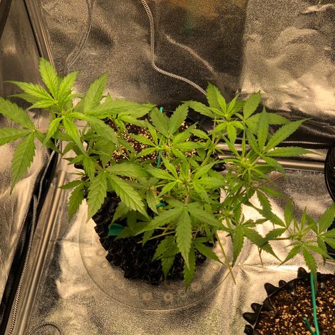 Morada growlog photo: 1:50 PM