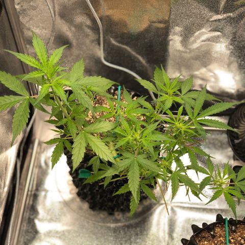 Morada growlog photo: 7:52 AM
