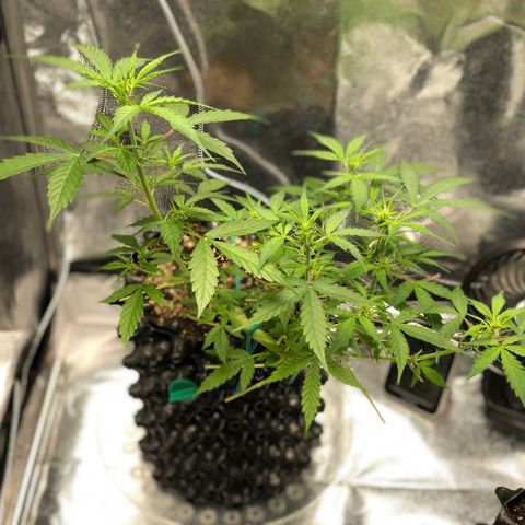 Morada growlog photo: 10:44 AM
