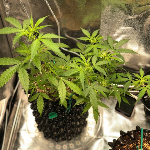 Morada growlog photo: 9:36 AM