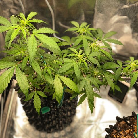 Morada growlog photo: 1:58 PM