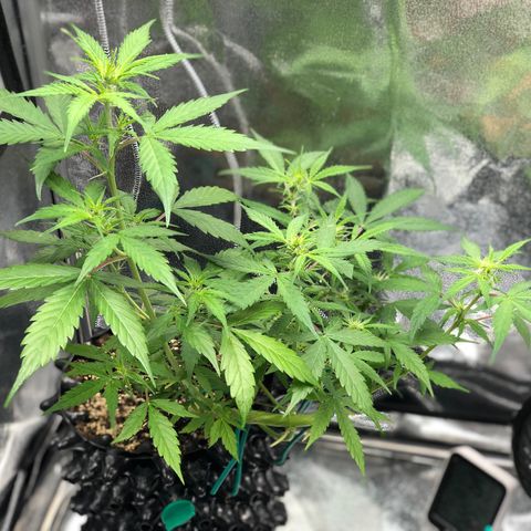 Morada growlog photo: 2:46 PM