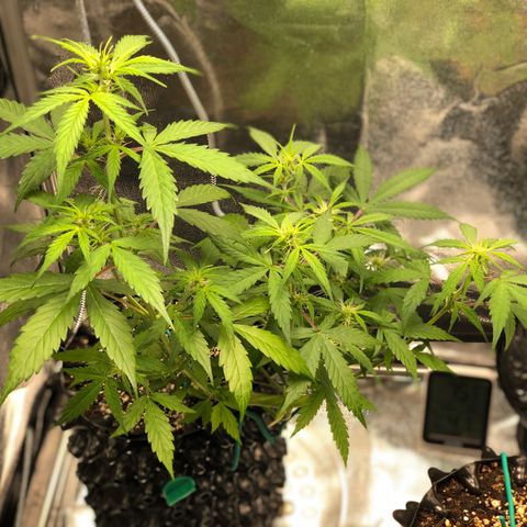 Morada growlog photo: 11:40 AM