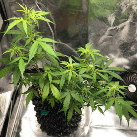 Morada growlog photo: 11:18 AM