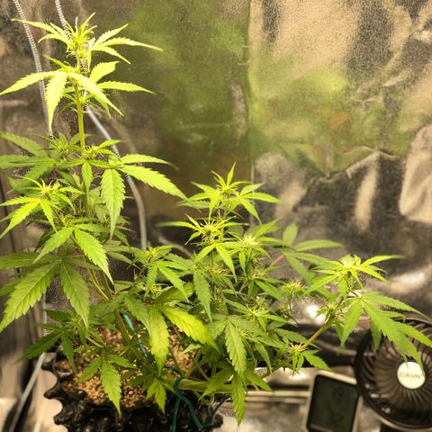 Morada growlog photo: 10:48 AM