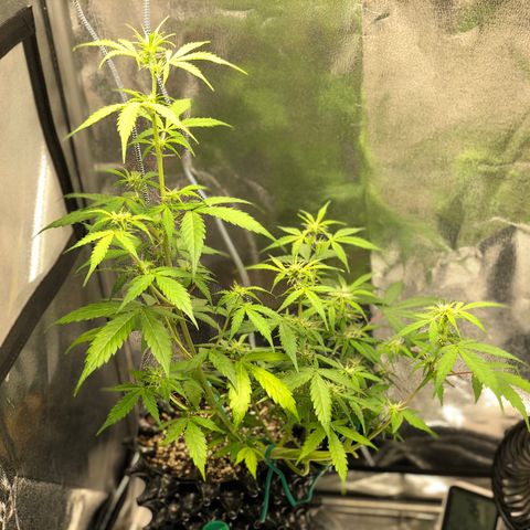 Morada growlog photo: 12:32 PM
