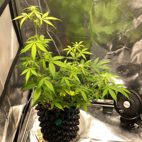 Morada growlog photo: 6:29 PM