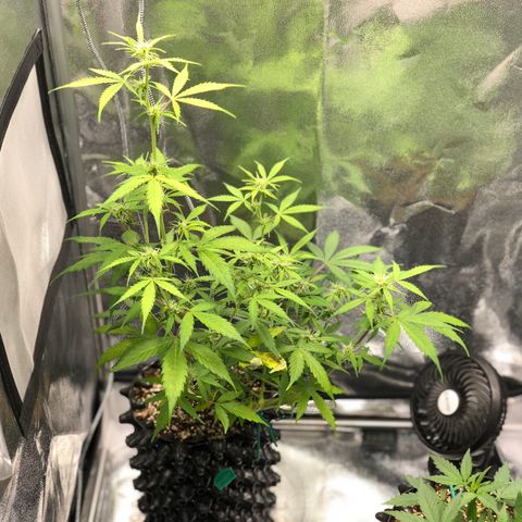 Morada growlog photo: 12:54 PM