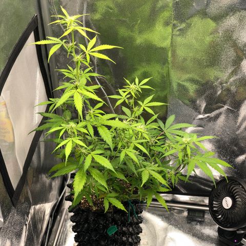 Morada growlog photo: 11:48 PM