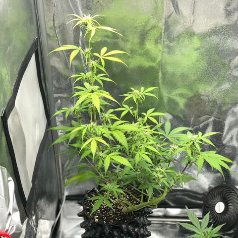 Morada growlog photo: 3:10 PM