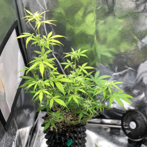 Morada growlog photo: 9:17 AM