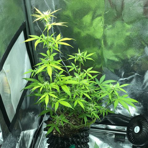 Morada growlog photo: 10:39 AM