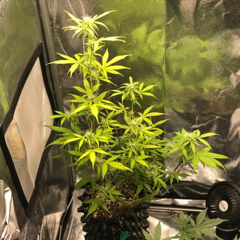 Morada growlog photo: 7:50 PM