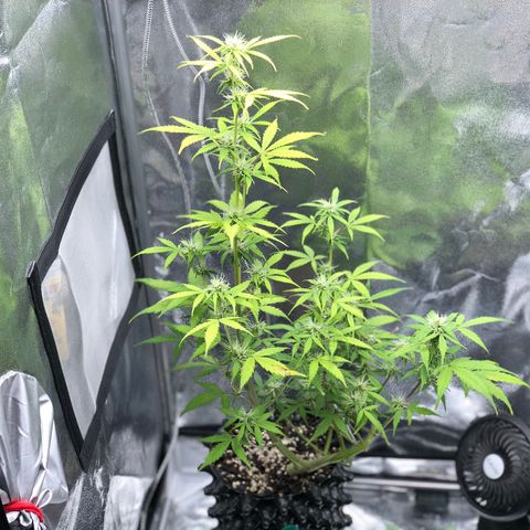 Morada growlog photo: 8:08 PM
