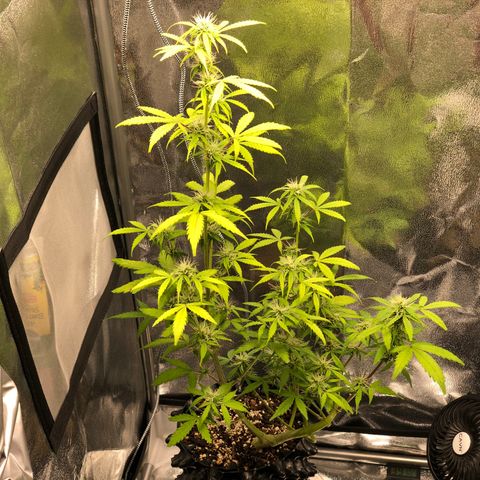 Morada growlog photo: 11:00 PM