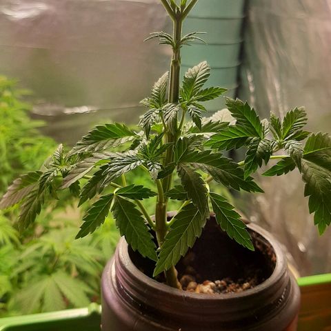 Super lemon haze x3 (Madres) growlog timeline photo