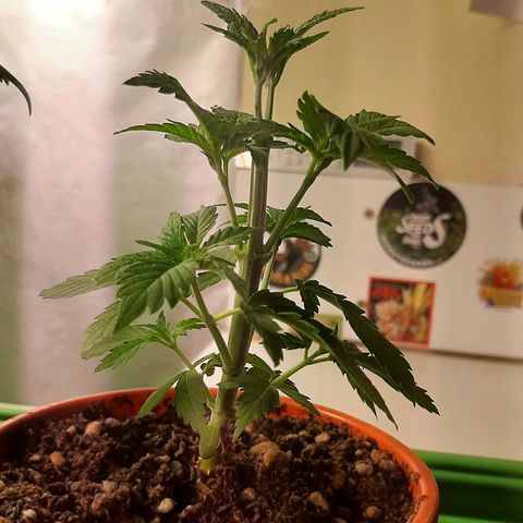 Super lemon haze x3 (Madres) growlog timeline photo