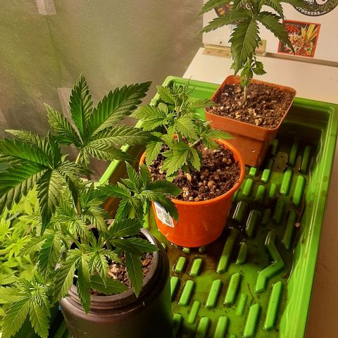 Super lemon haze x3 (Madres) growlog timeline photo