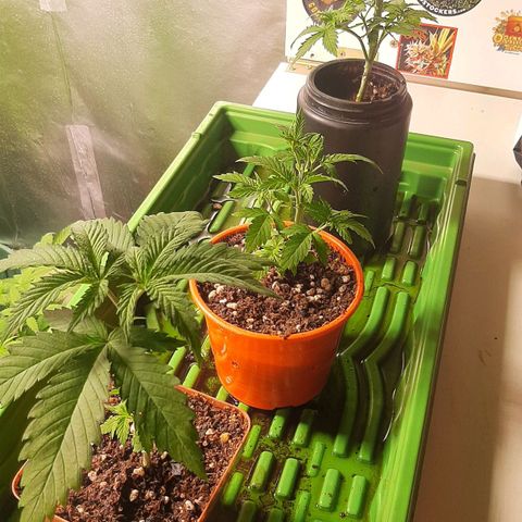 Super lemon haze x3 (Madres) growlog timeline photo
