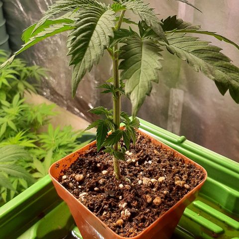 Super lemon haze x3 (Madres) growlog timeline photo