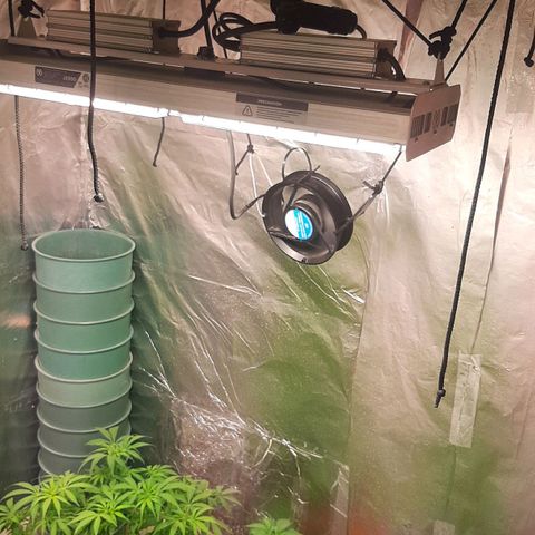 Super lemon haze x3 (Madres) growlog timeline photo