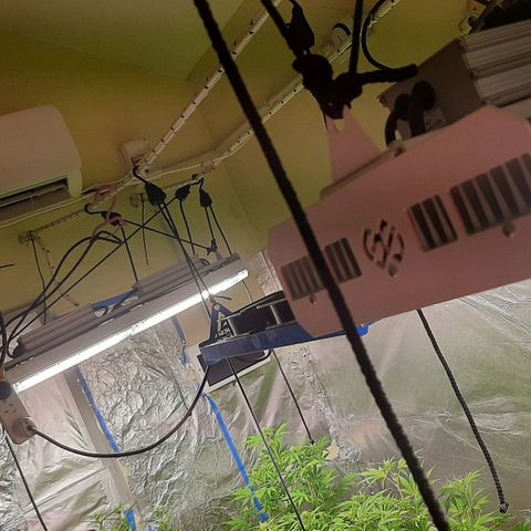 Super lemon haze x3 (Madres) growlog timeline photo
