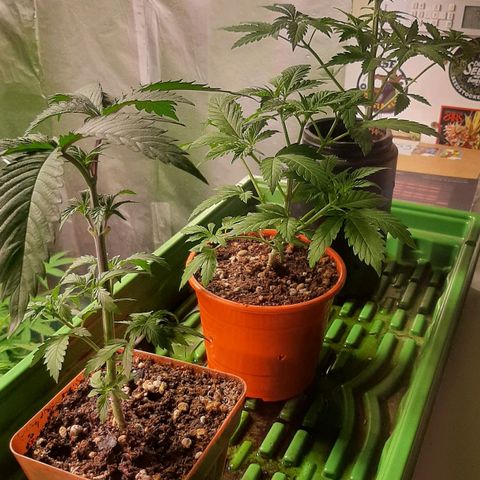 Super lemon haze x3 (Madres) growlog timeline photo