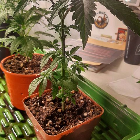 Super lemon haze x3 (Madres) growlog timeline photo