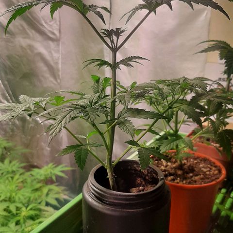 Super lemon haze x3 (Madres) growlog timeline photo