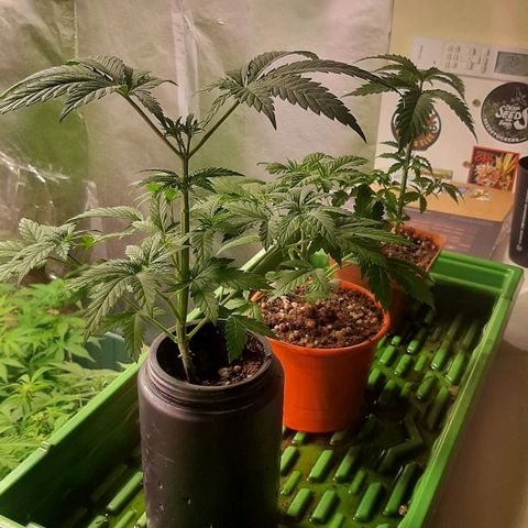 Super lemon haze x3 (Madres) growlog timeline photo