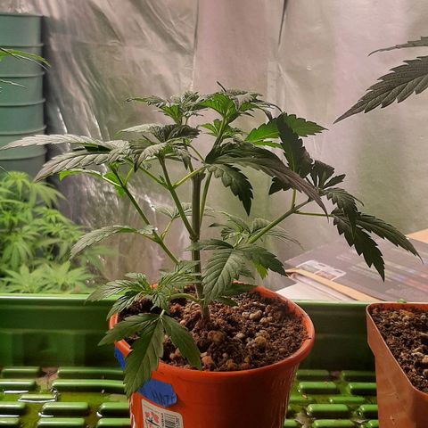 Super lemon haze x3 (Madres) growlog timeline photo