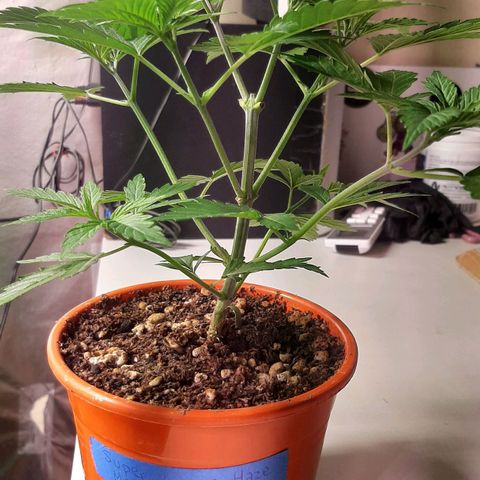 Super lemon haze x3 (Madres) growlog timeline photo
