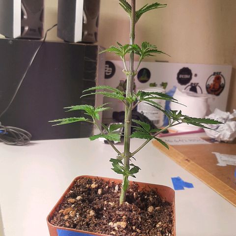 Super lemon haze x3 (Madres) growlog timeline photo