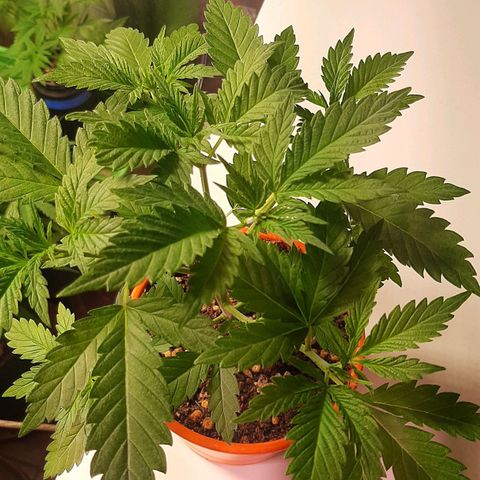 Super lemon haze x3 (Madres) growlog timeline photo