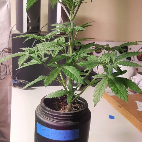 Super lemon haze x3 (Madres) growlog timeline photo