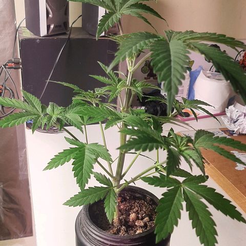 Super lemon haze x3 (Madres) growlog timeline photo