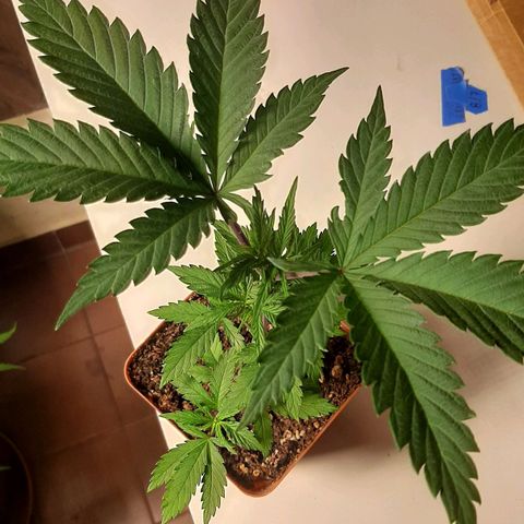 Super lemon haze x3 (Madres) growlog timeline photo