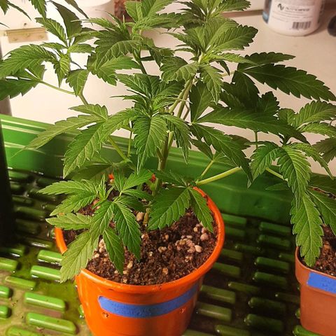 Super lemon haze x3 (Madres) growlog timeline photo
