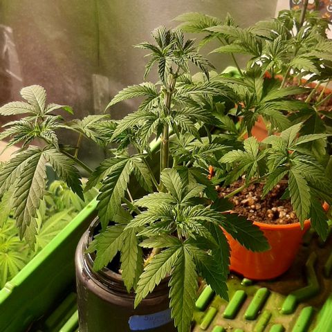 Super lemon haze x3 (Madres) growlog timeline photo
