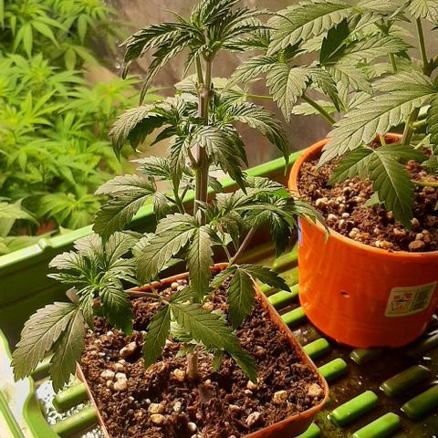 Super lemon haze x3 (Madres) growlog timeline photo