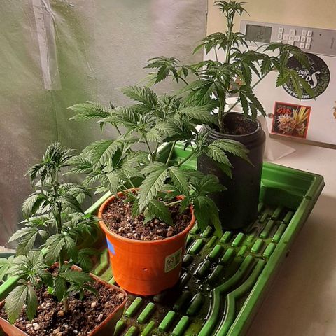Super lemon haze x3 (Madres) growlog timeline photo
