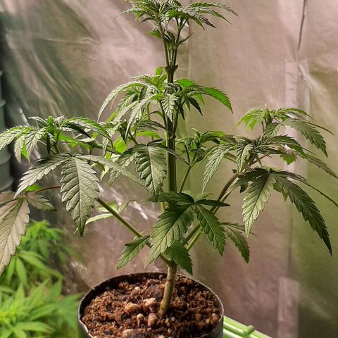 Super lemon haze x3 (Madres) growlog timeline photo