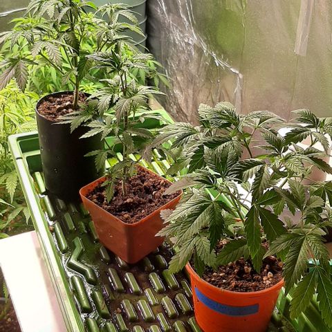 Super lemon haze x3 (Madres) growlog timeline photo