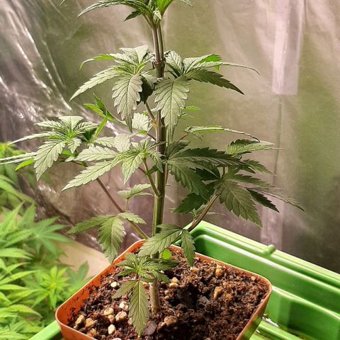 Super lemon haze x3 (Madres) growlog timeline photo