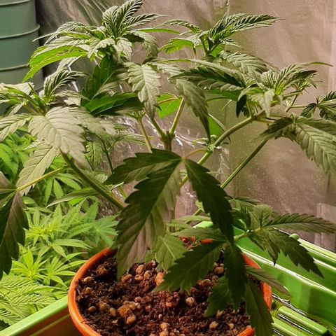 Super lemon haze x3 (Madres) growlog timeline photo