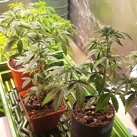 Super lemon haze x3 (Madres) growlog timeline photo