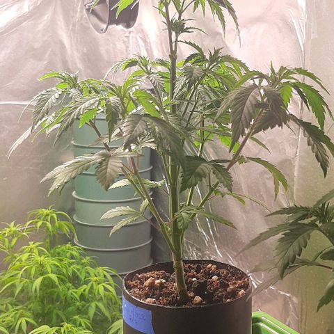 Super lemon haze x3 (Madres) growlog timeline photo
