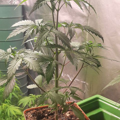 Super lemon haze x3 (Madres) growlog timeline photo