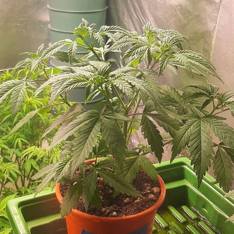 Super lemon haze x3 (Madres) growlog timeline photo